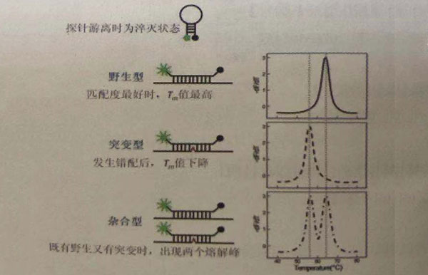 结核菌耐药基因检测（利福平、异烟肼、乙胺丁醇、氟喹诺酮）